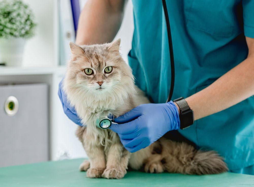 Vet Examining A Cat With A Stethoscope