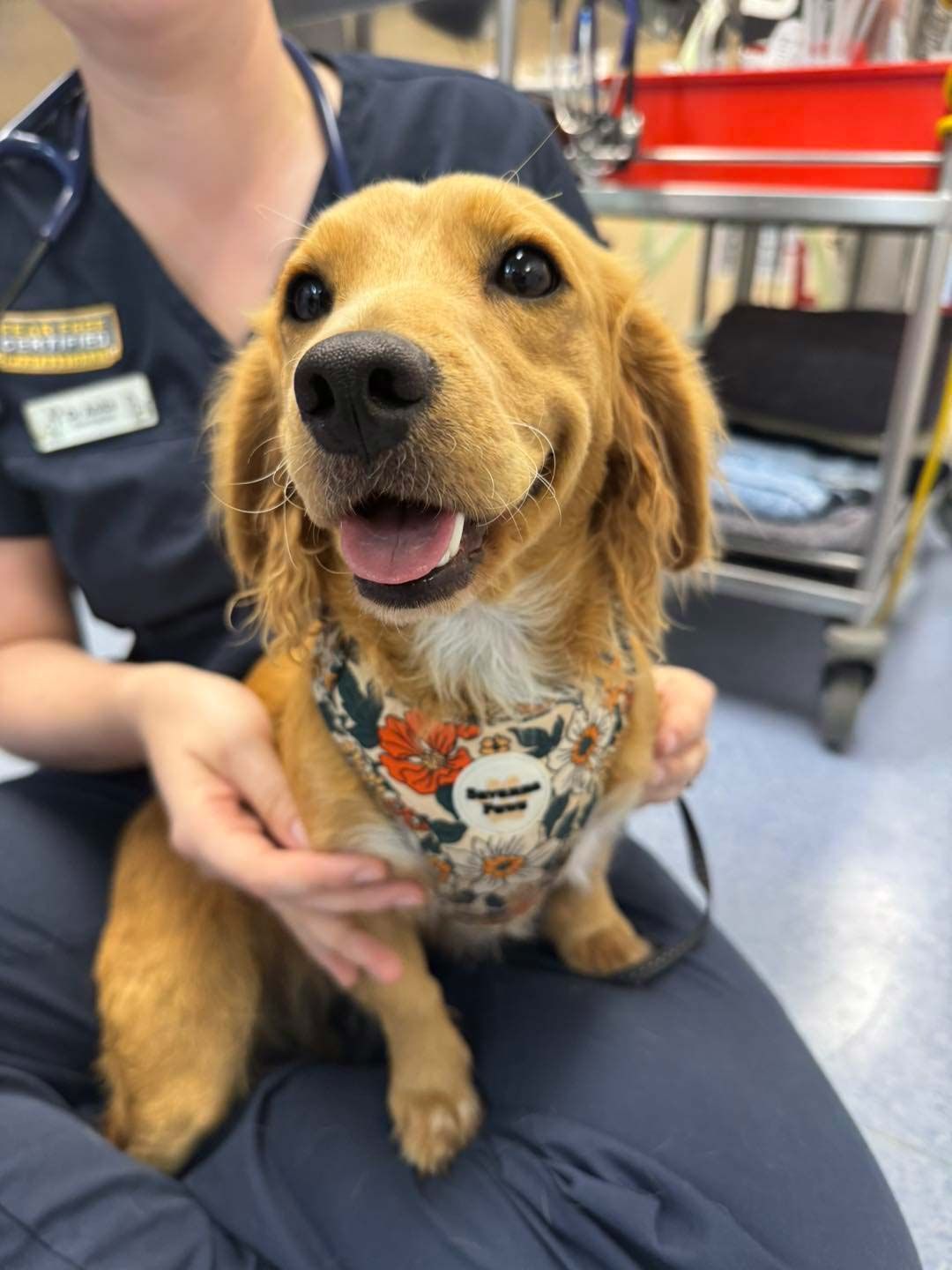 Veterinarian Holding A Cute Dog