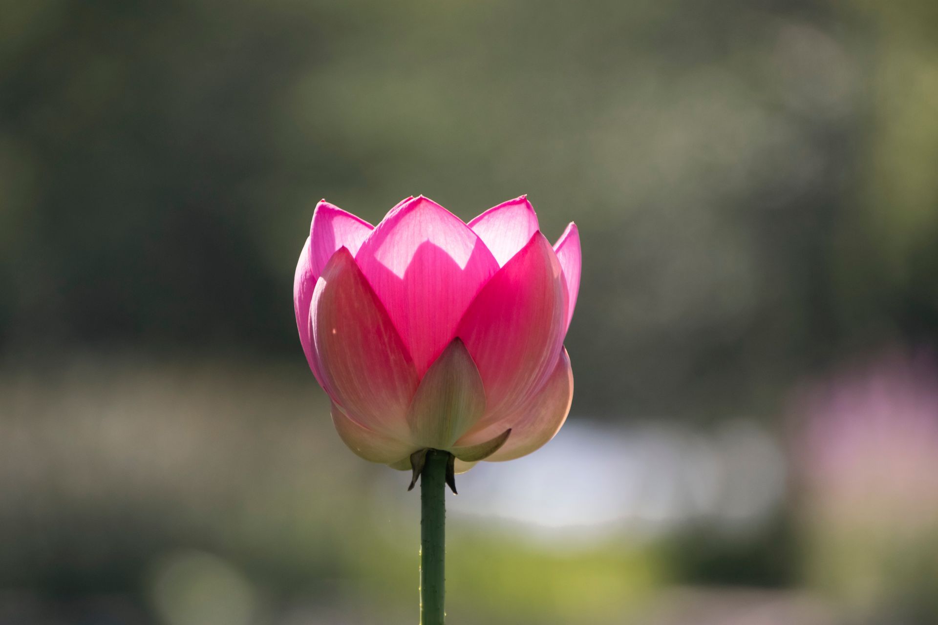 Roze lotusbloemknop op een steel tegen een wazige groene achtergrond.