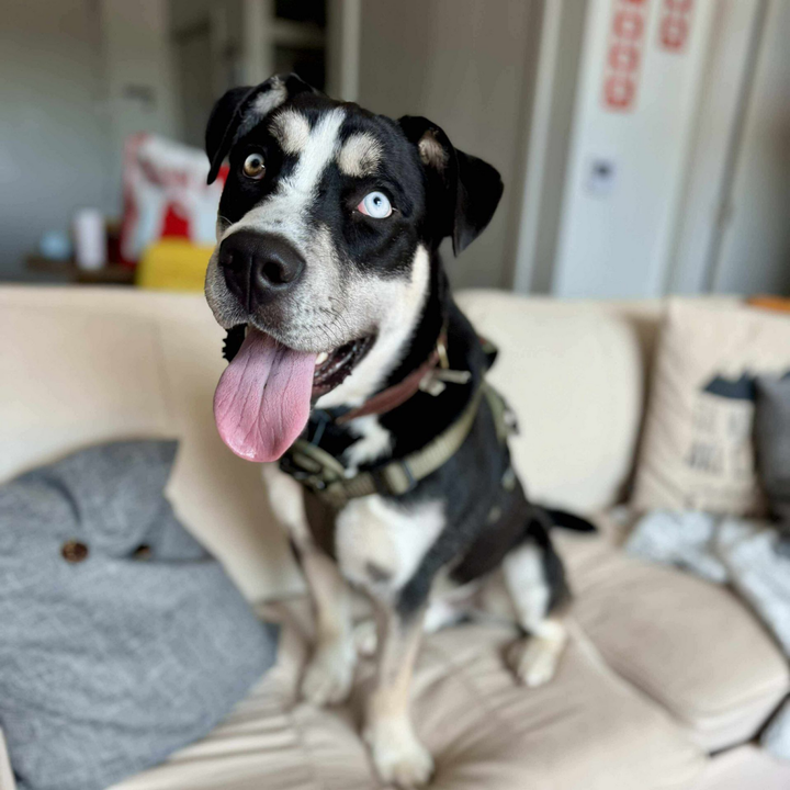 A husky mix with vibrant eyes sits for a portrait.