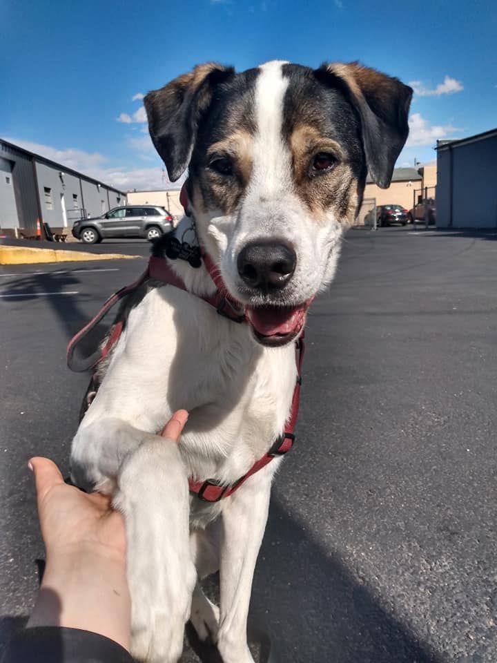 A sweet hound mix gives out his paw for a treat.