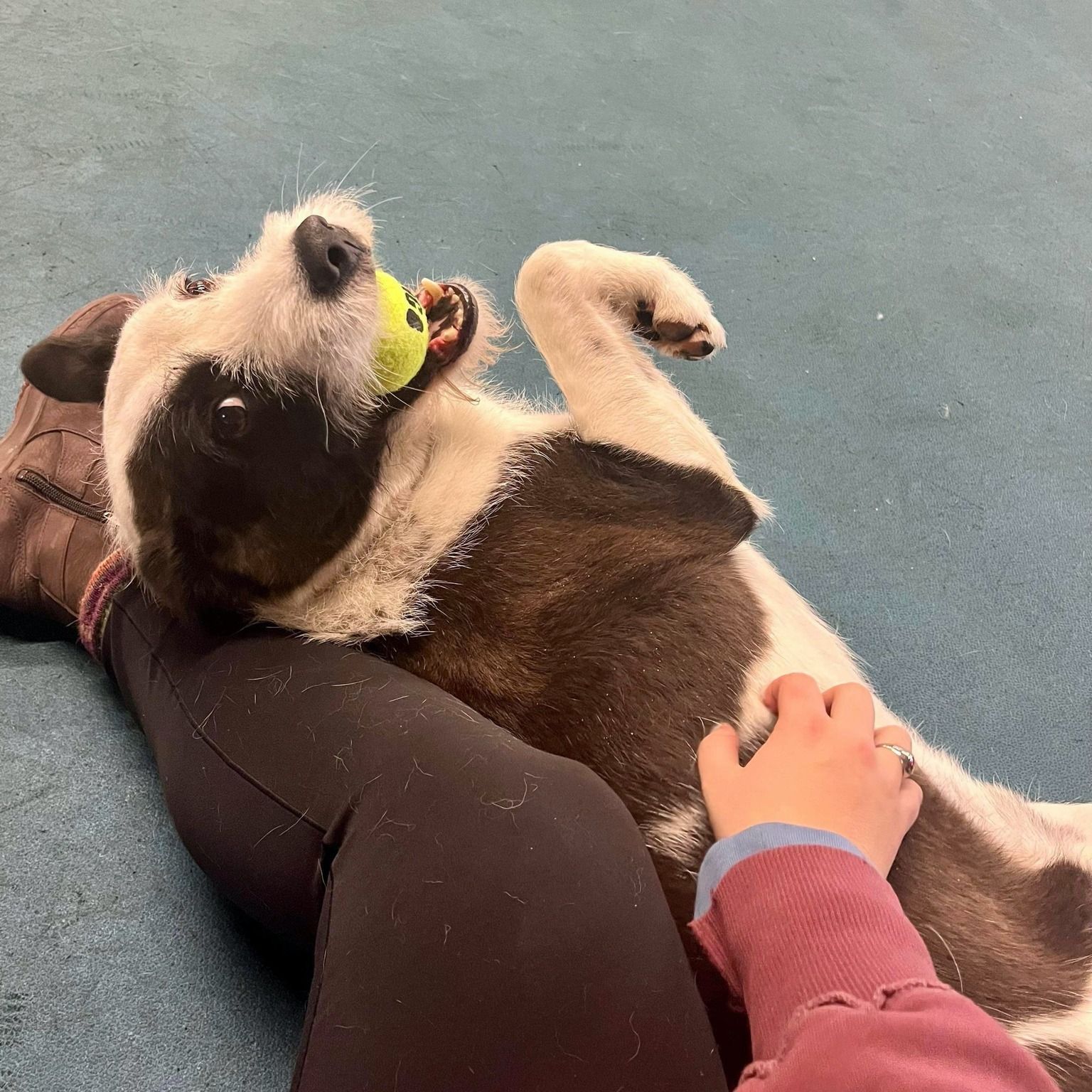 A scruffy dog looks up with a ball in his mouth while sitting on his favorite dog trainer.