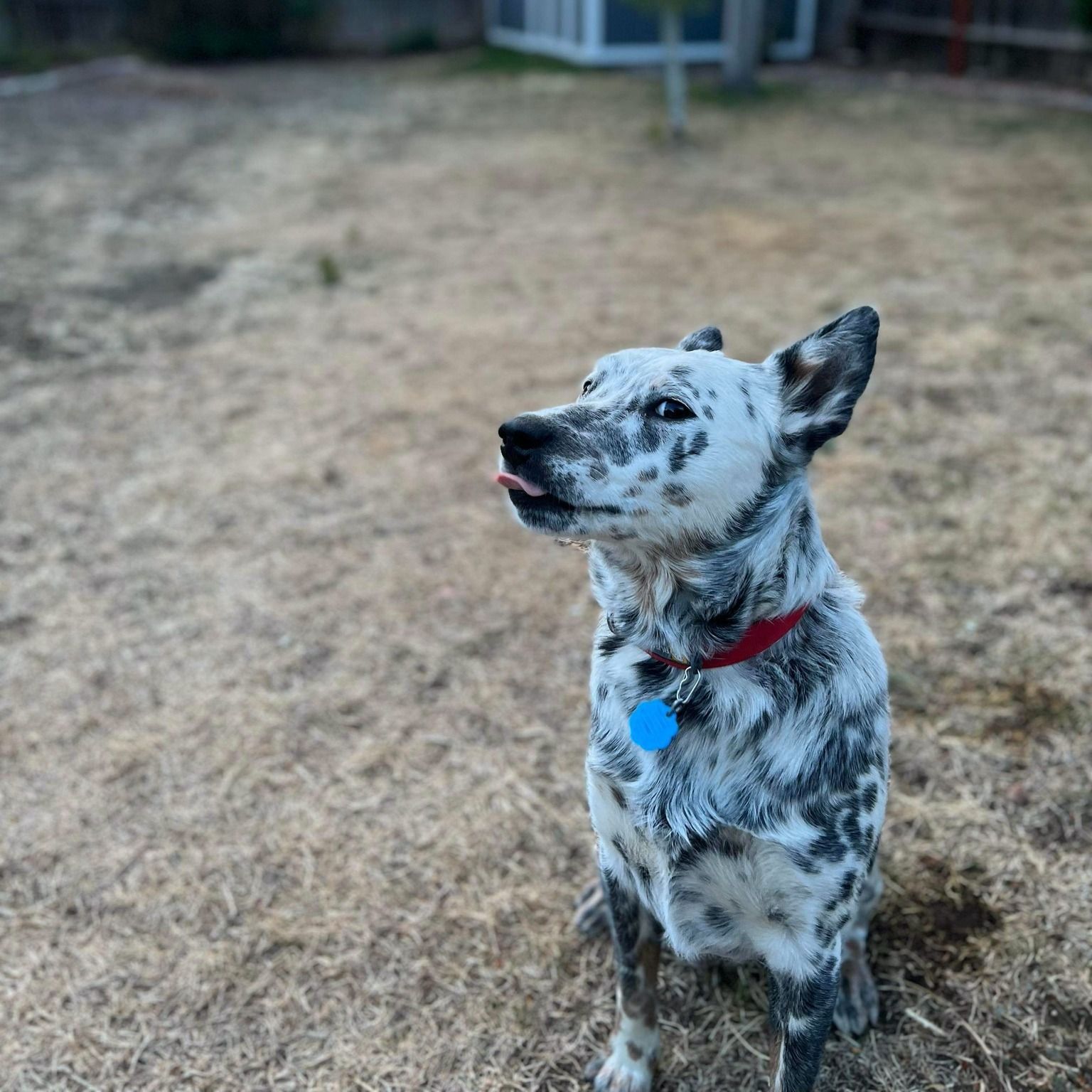 A sassy cattledog sticking his tongue out at the camera.