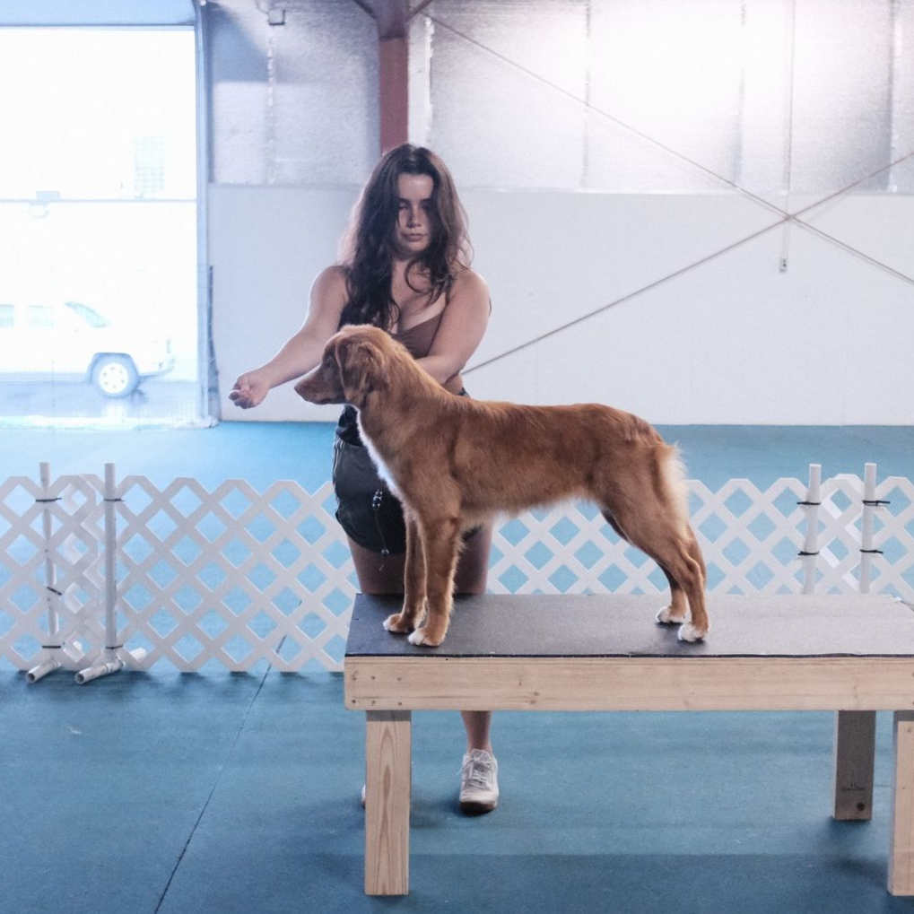 A Nova Scotian Duck Tolling Retriever practices stacking on a ramp as her mom baits her forward.