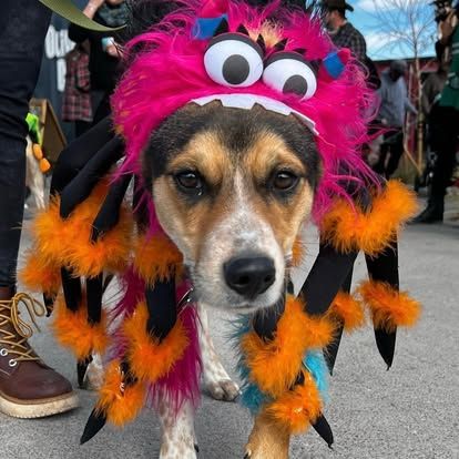 A very patient dog wears a very ostentatious costume with large eyes and feathers.