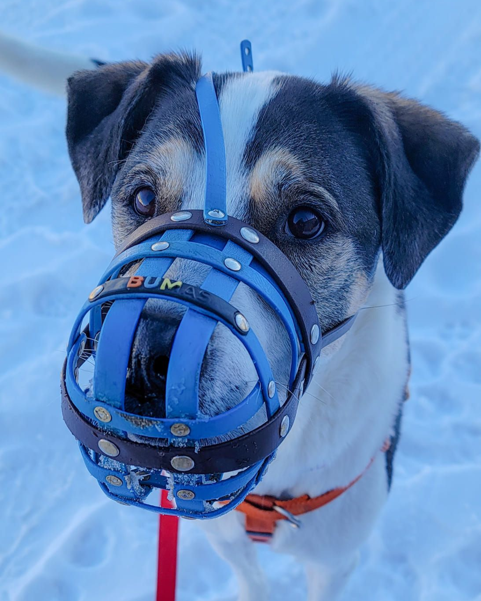 A well trained dog happily wearing a muzzle awaiting treats.