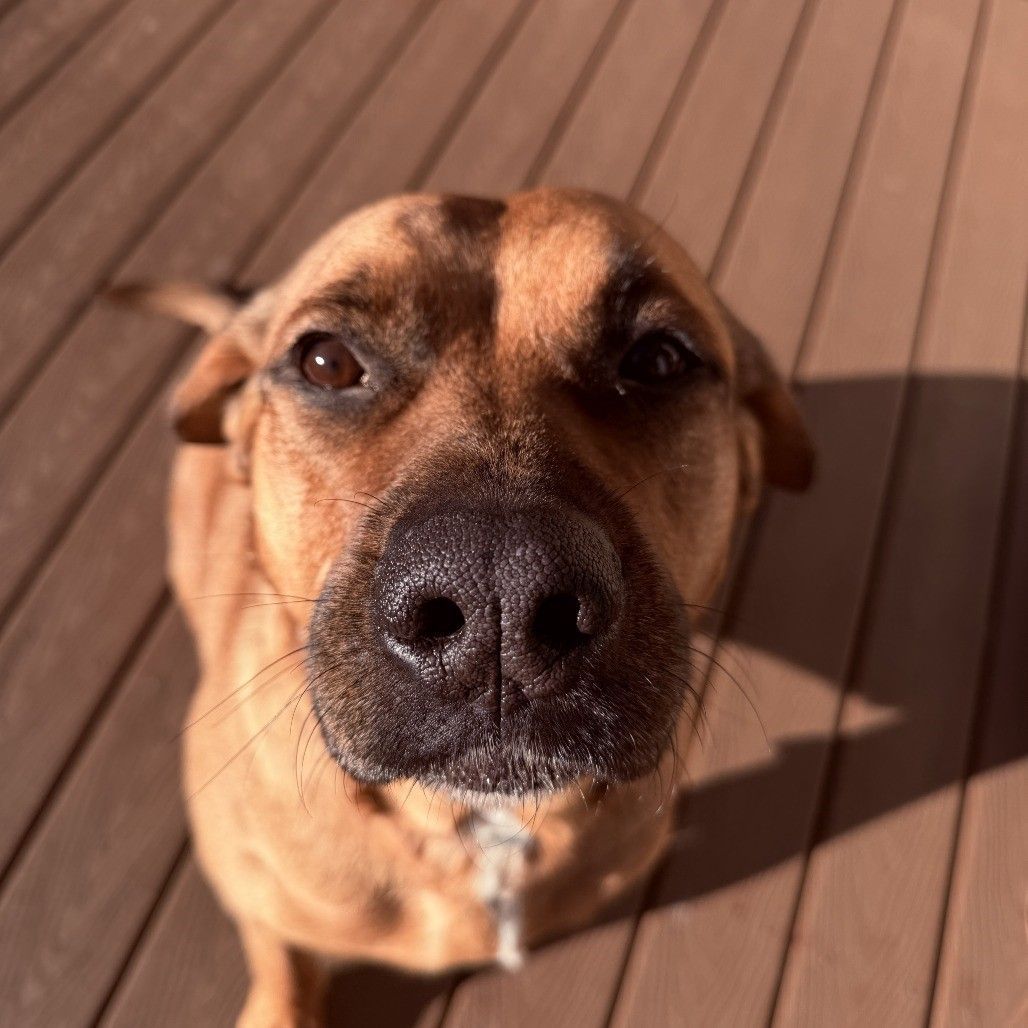 Red tinted snoot boop from an expectant hound dog