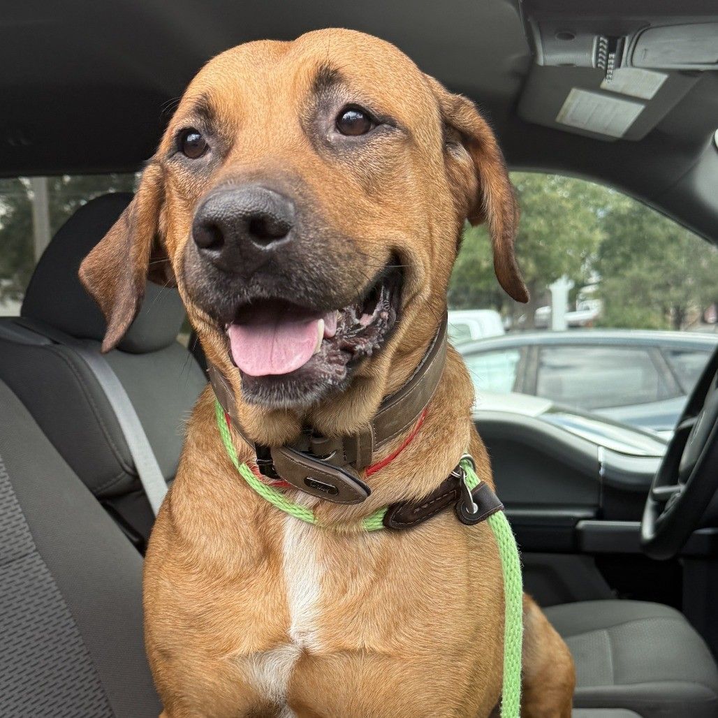  Happy hound sitting in the captain sea.