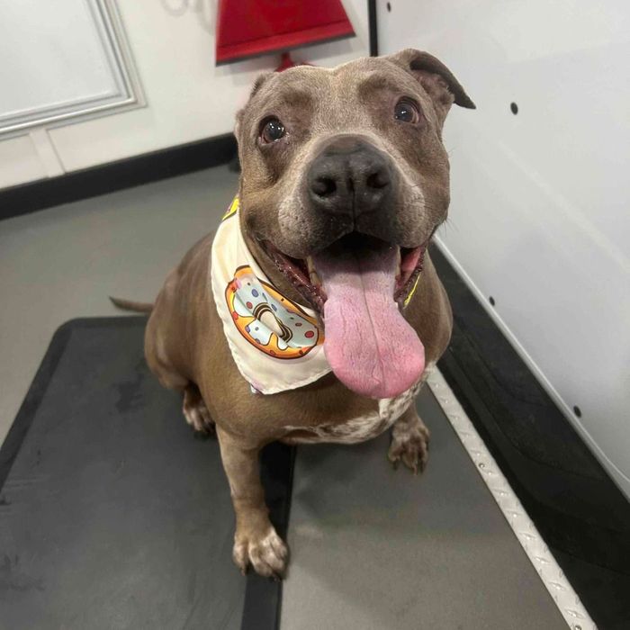An excited pitbull with a huge tongue excitedly asks for a treat.