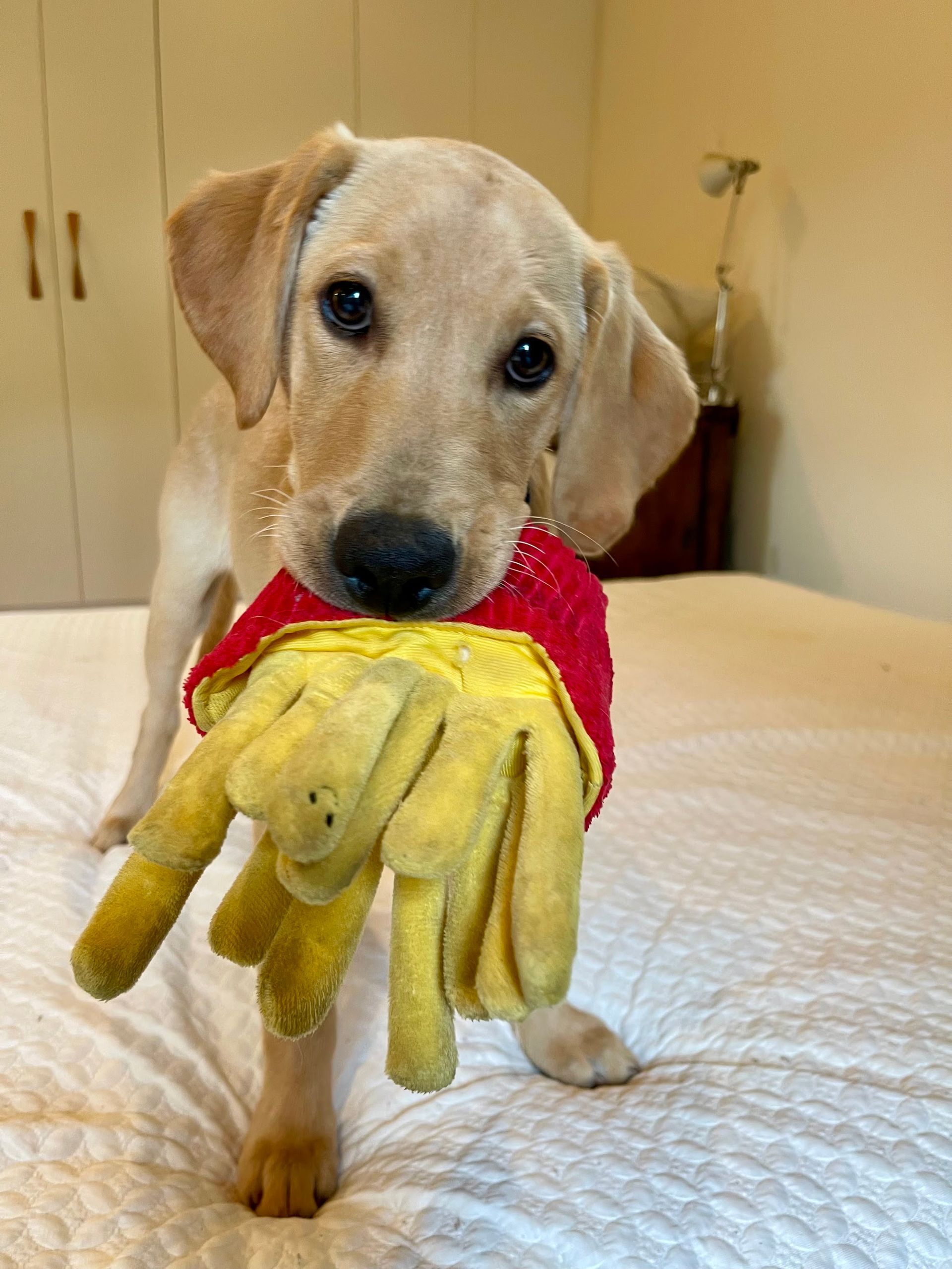 A young puppy with toy french fries.