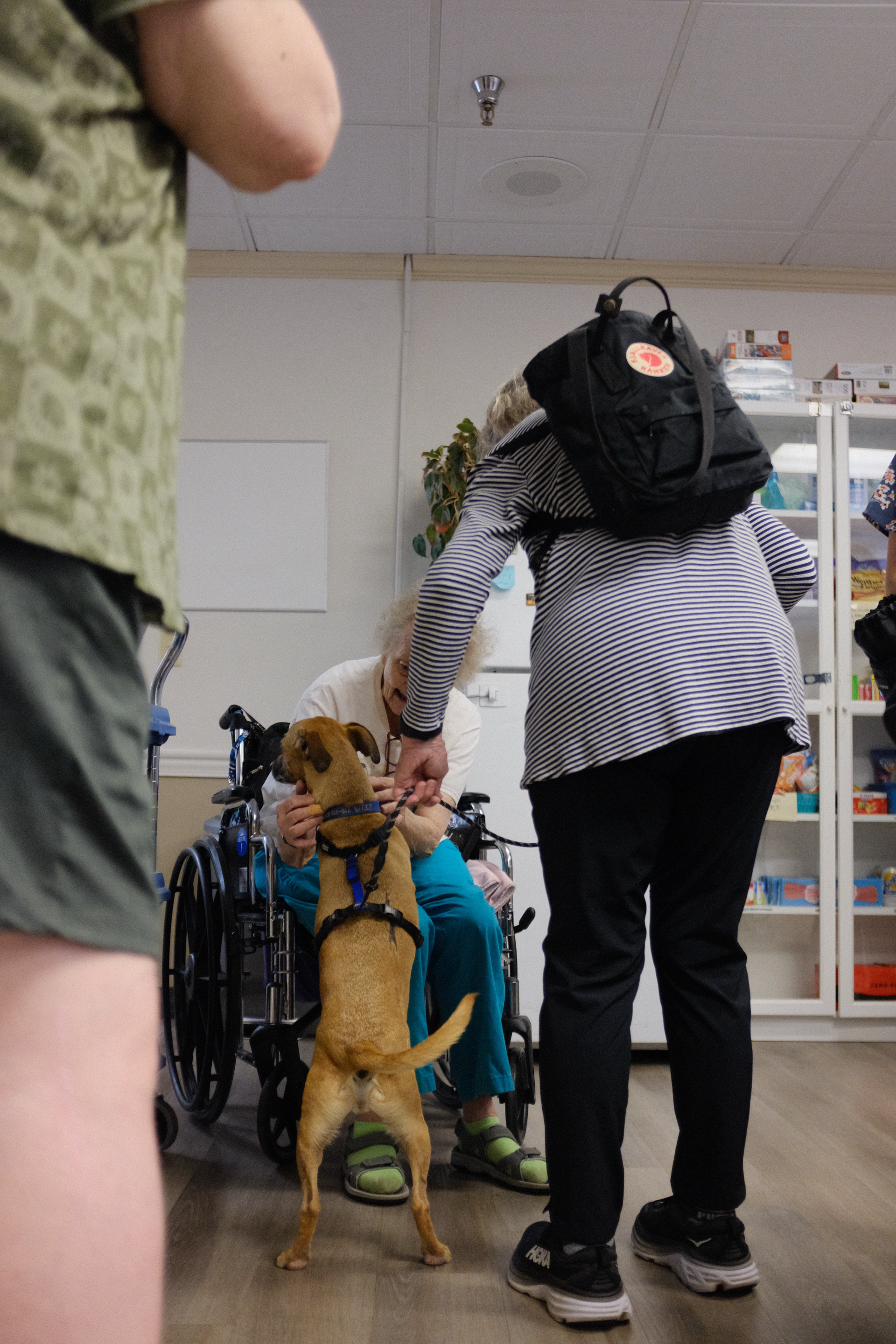 A therapy dog at an assisted living facility.