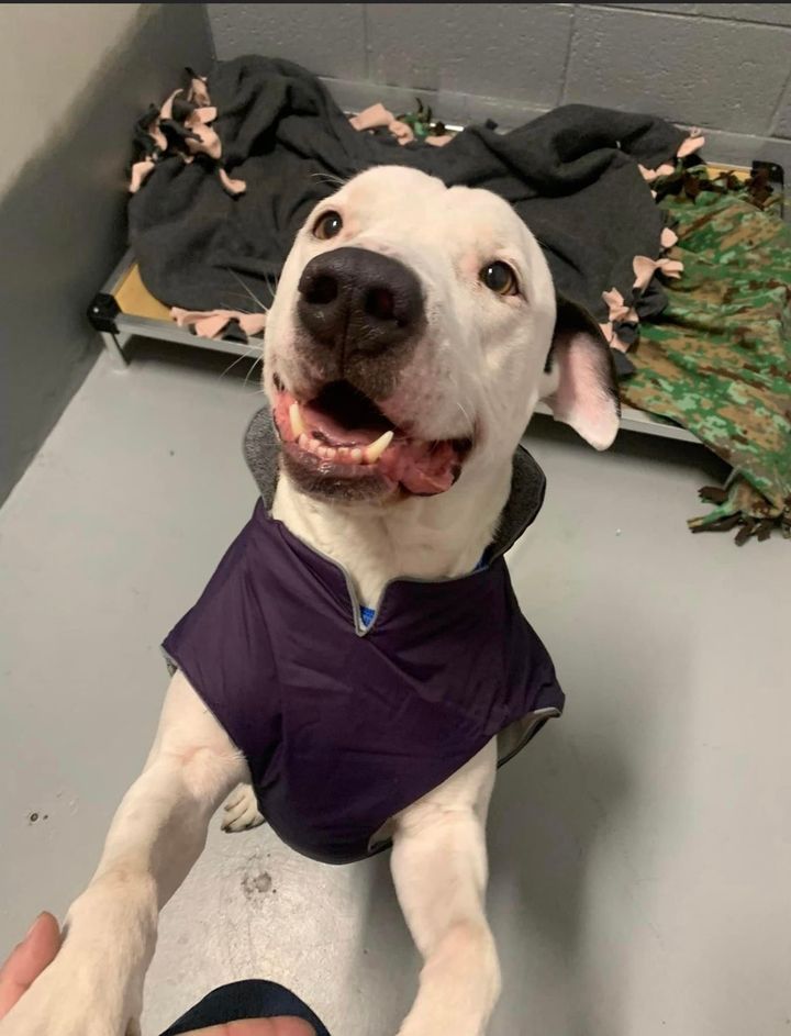 An excited white pitbull grins with joy.