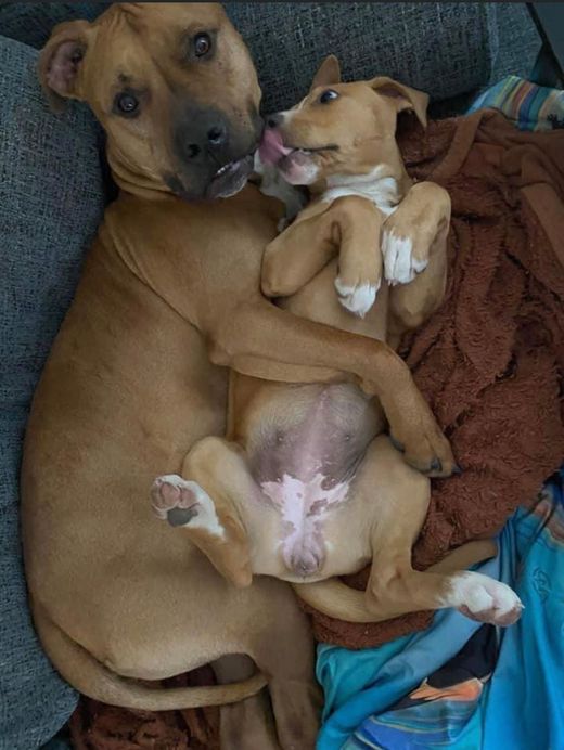 A mama and her puppy embrace.