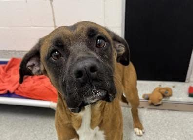I am a sweet, shy boy looking for a safe place to land!