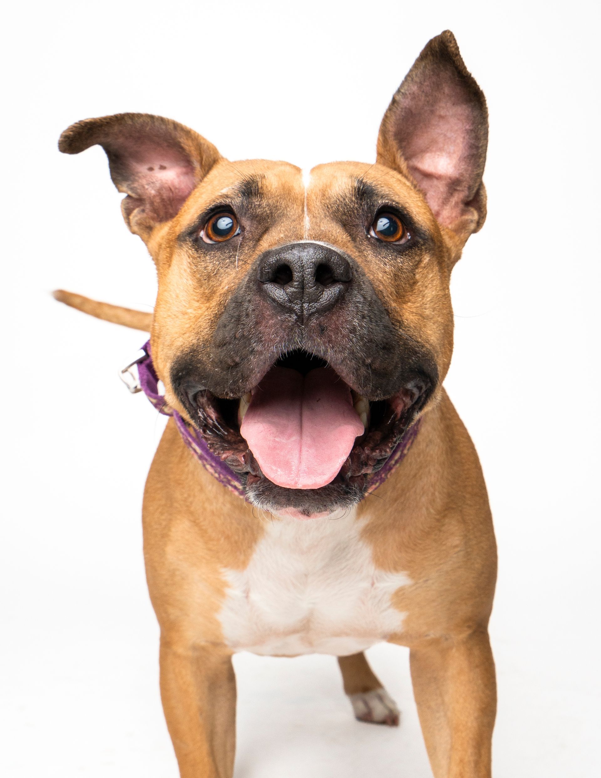 A close up portait of an eager and bright eyed pitbull 