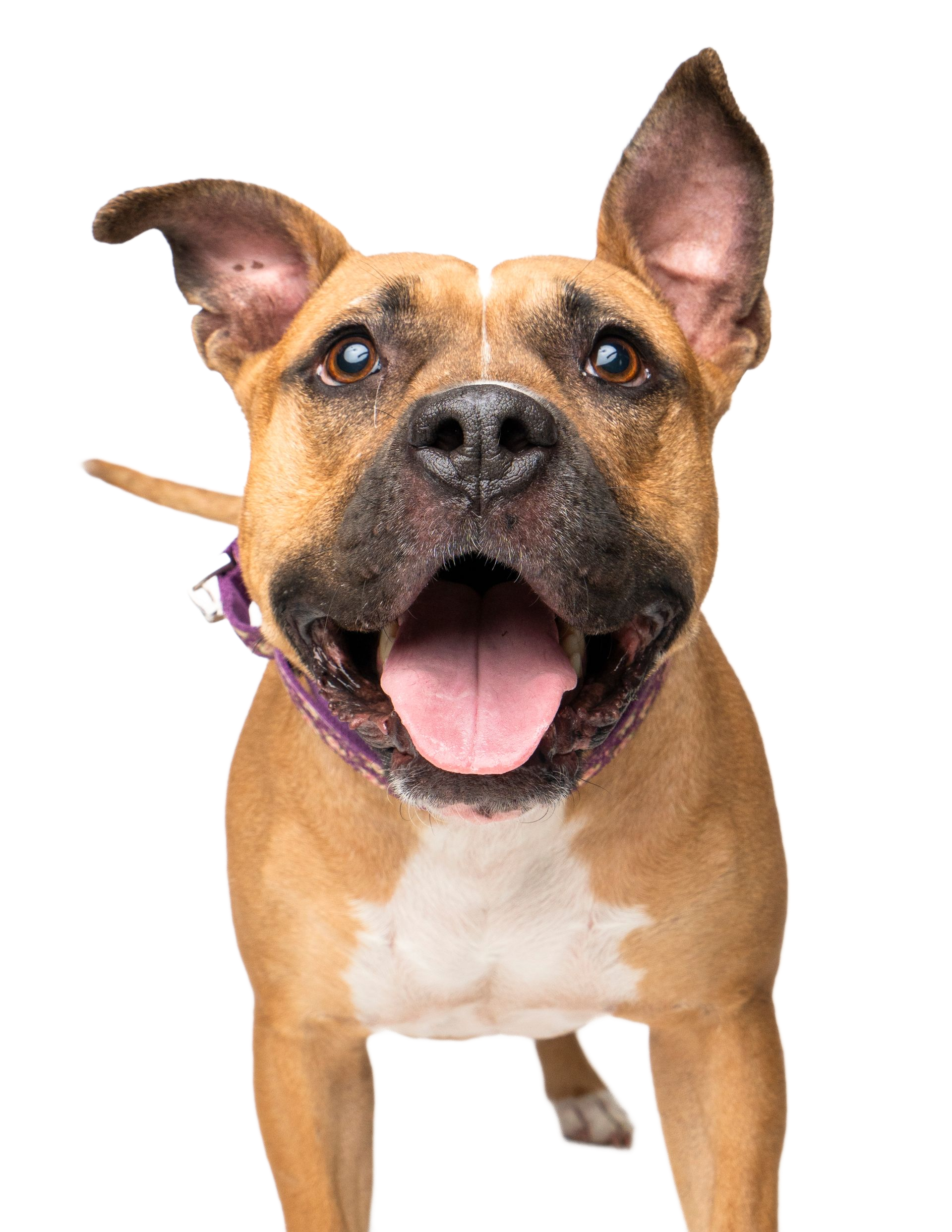 A close up portait of an eager and bright eyed pitbull 