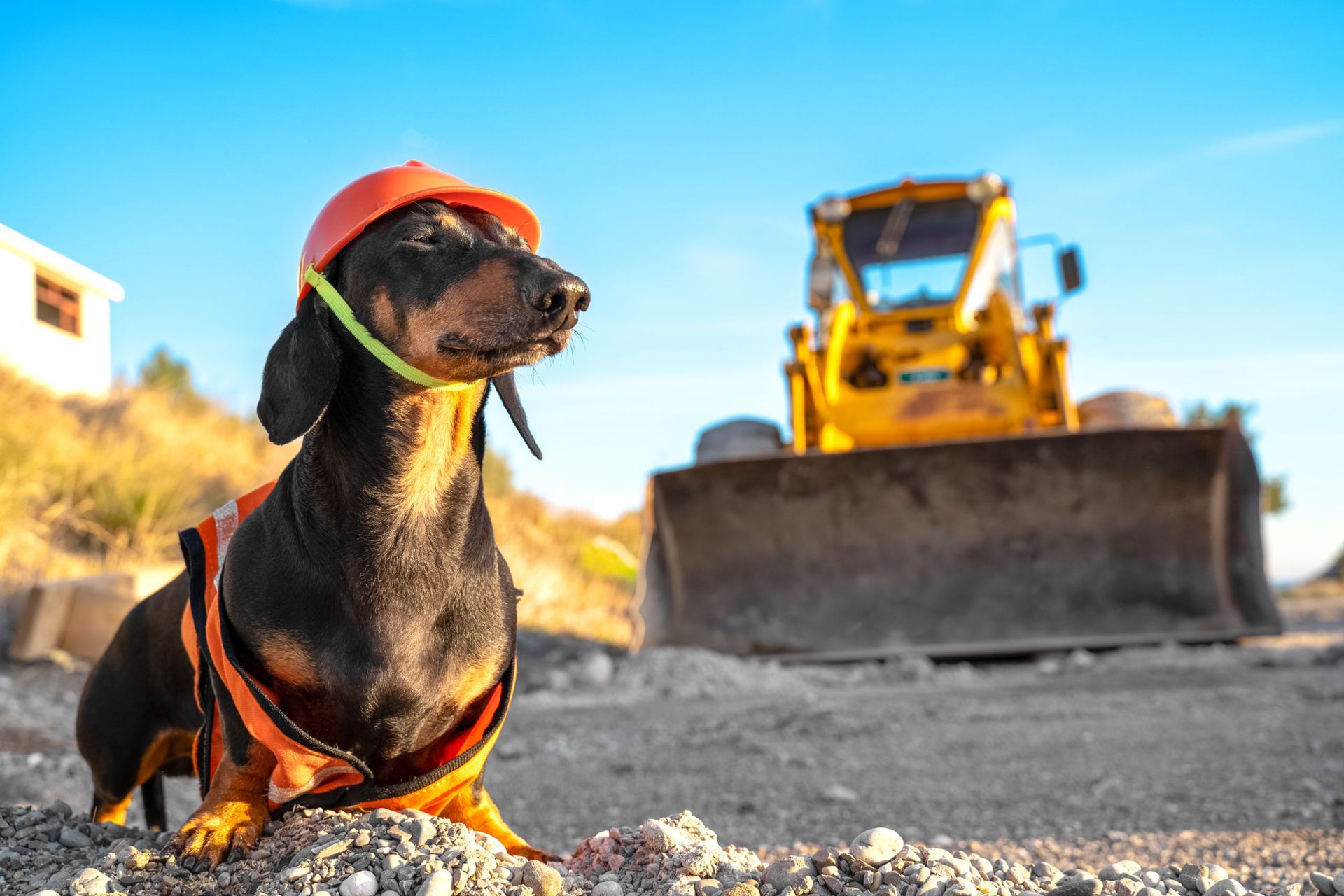 Dachsund in a hard hat in front of a bulldozer.