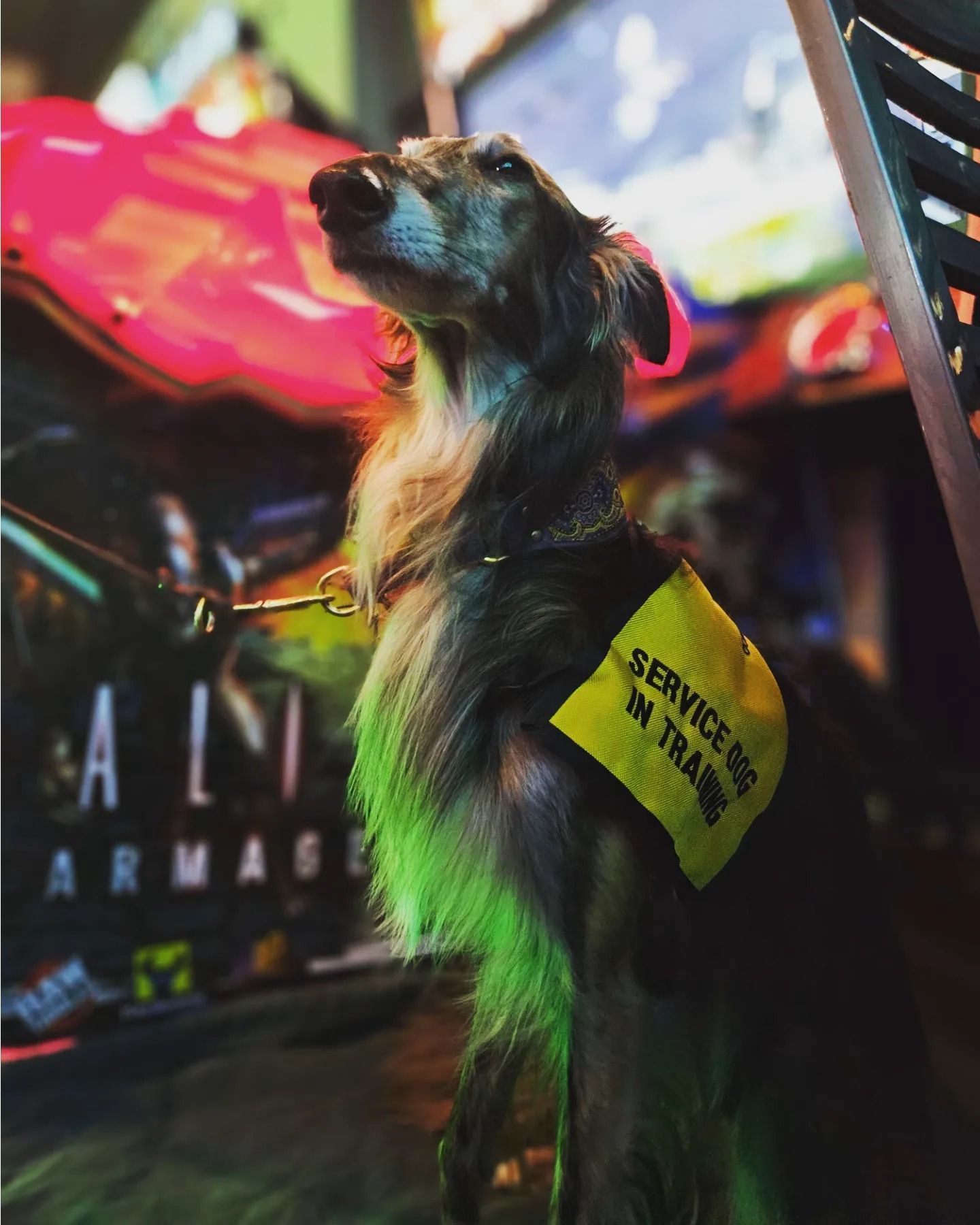 A stoic service dog basks in the neon glow of an arcade.