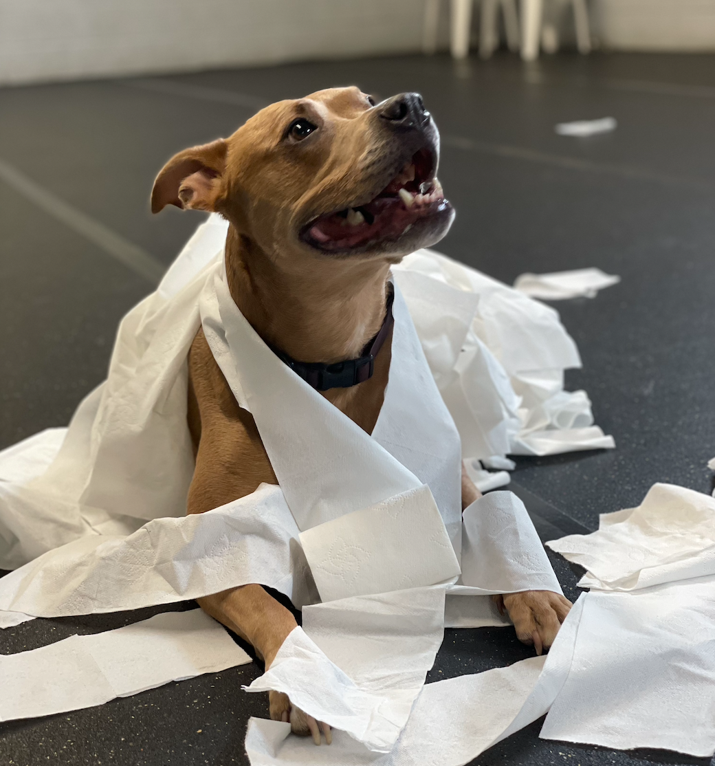 An ornery pitbull is adorned with rolls of toilet paper as she practices how to be a mummy.