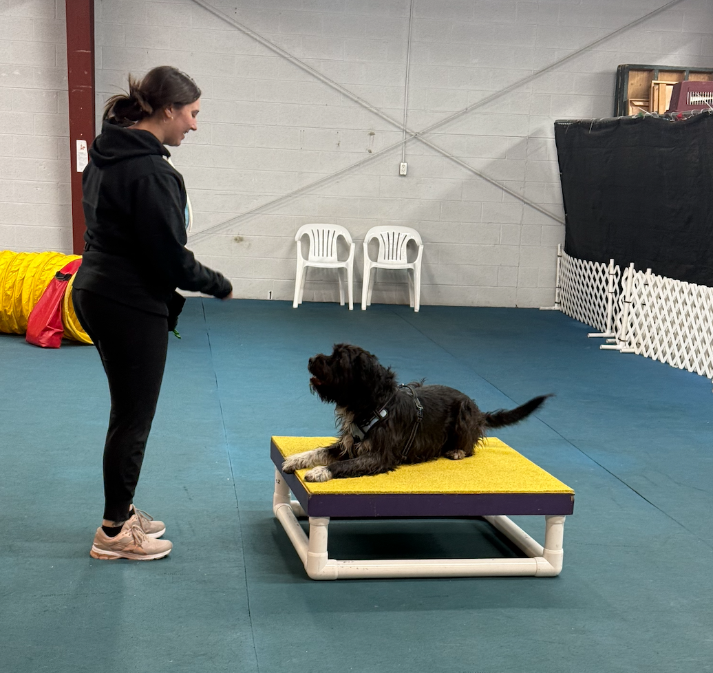 A young woman and a scruffy black dog practice agility.