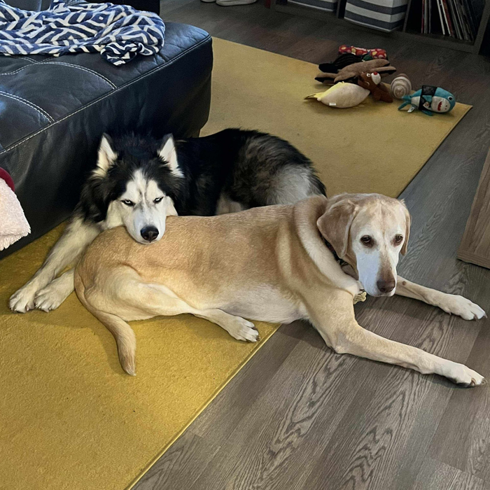 Two foster dogs, an old lab her a husky, lay together on the floor.
