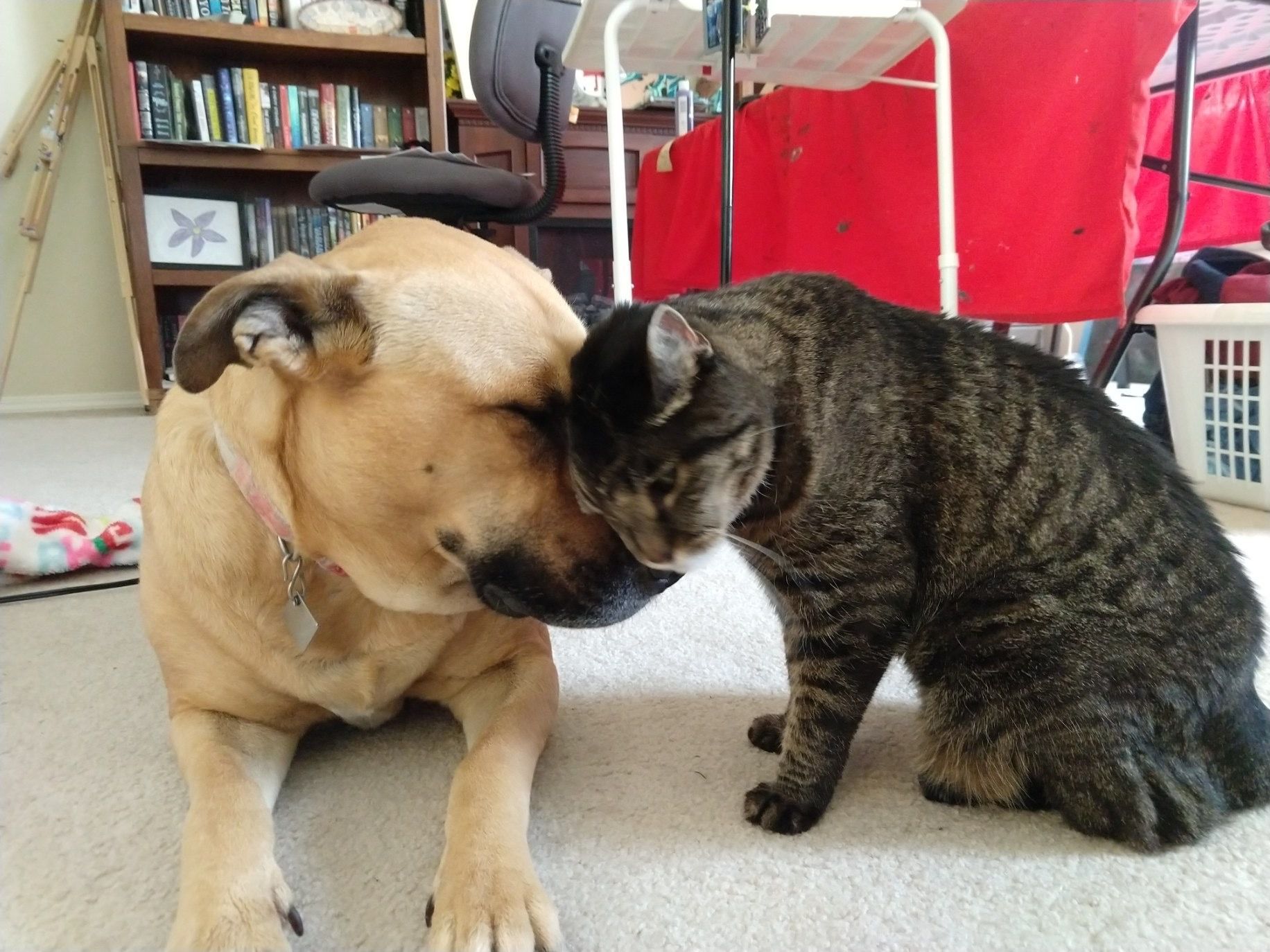 A pitbull and her cat best friend nuzzle.