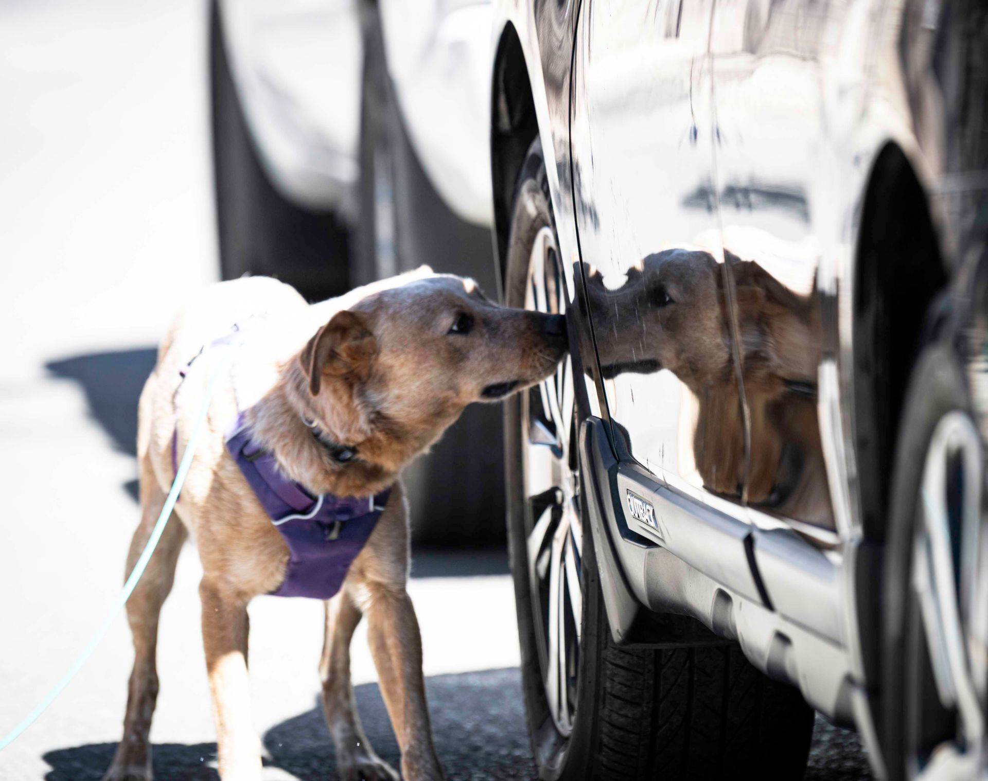 Baron the red cattledog searches for odor outside on a vehicle search