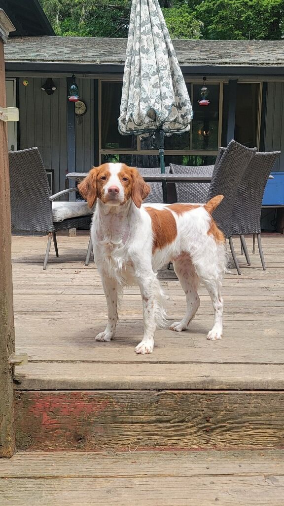 A brown and white dog is standing on a wooden deck.