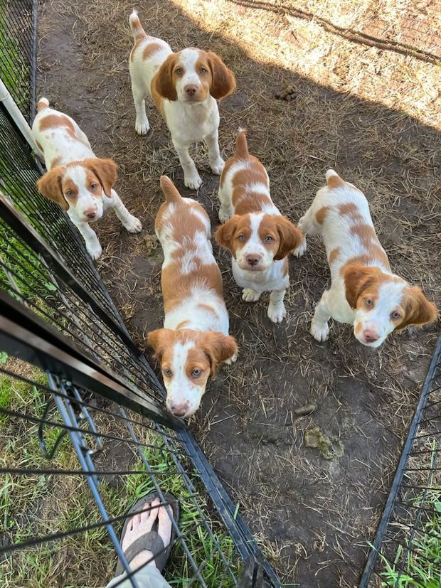 A group of brown and white puppies standing next to each other in a cage.