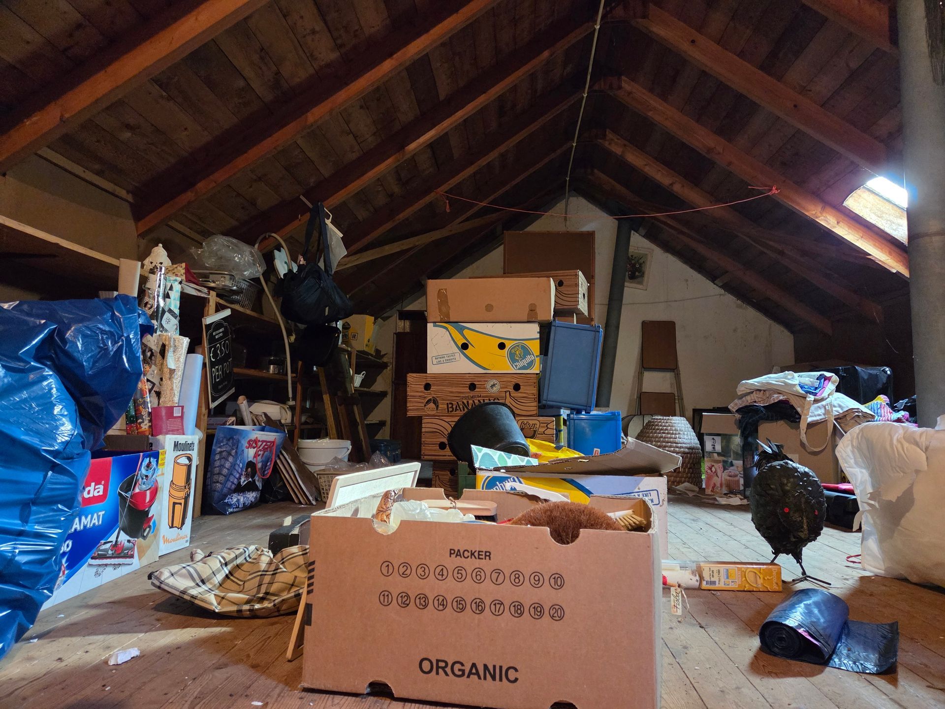 Een rommelige zolder vol kartonnen dozen, tassen en allerlei spullen. Een vogel zit op de vloer.