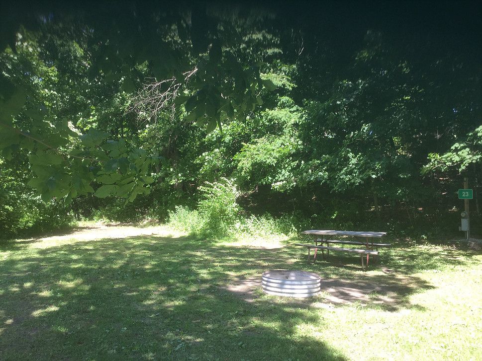 A picnic table and metal fire ring in a sunny, grassy clearing surrounded by lush trees.