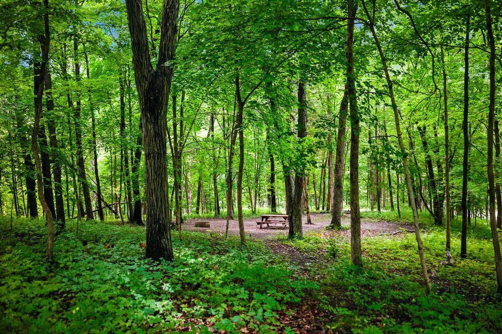A bright, lush green forest with a small clearing containing a picnic table and bench nestled among thin tree trunks.