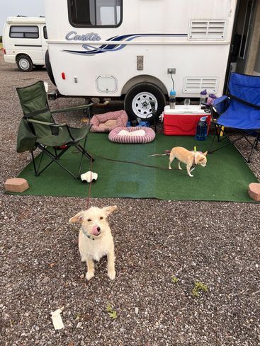 Two small dogs on leashes stand on a green patio mat outside a Casita travel trailer with camping chairs and a cooler.