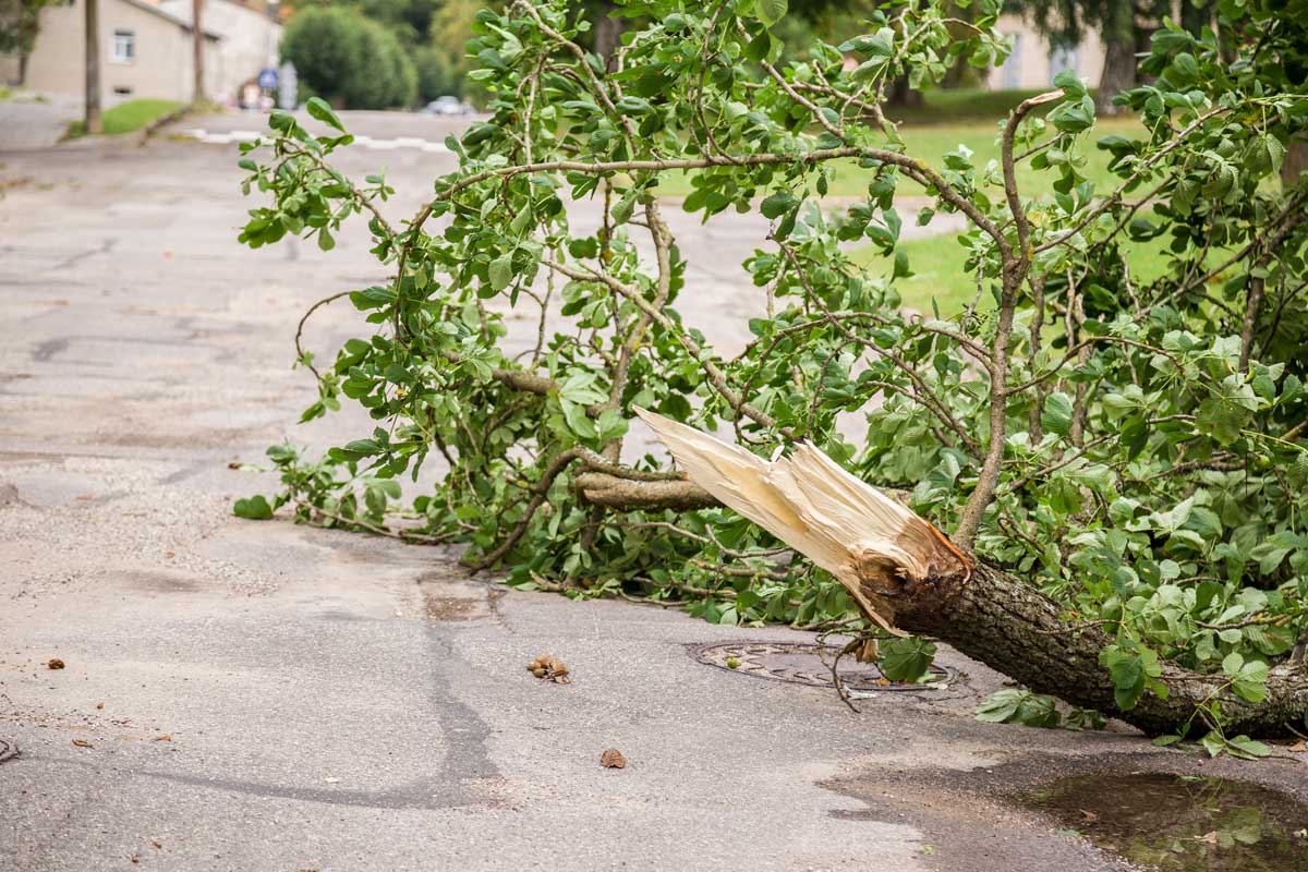Tree Services — Man Cuts a Fallen Tree in Richardson, TX