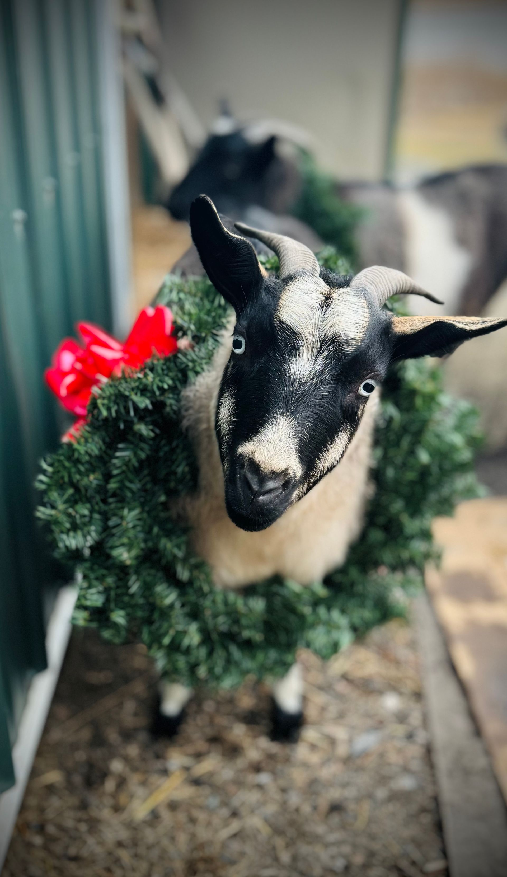 A goat wearing a christmas wreath with a red bow around its neck.