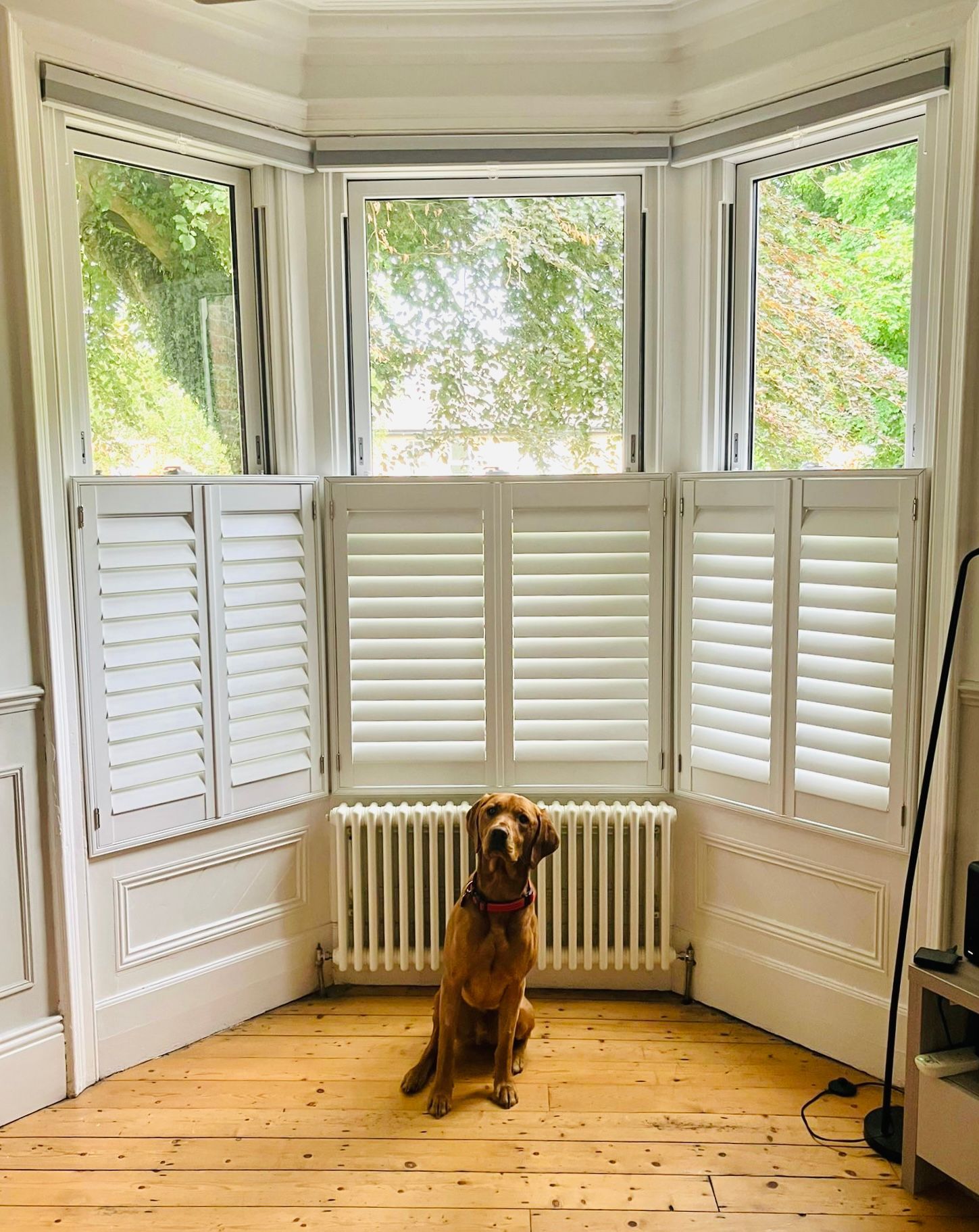 Golden dog sits in front of white shutters in a bay window, facing the camera.