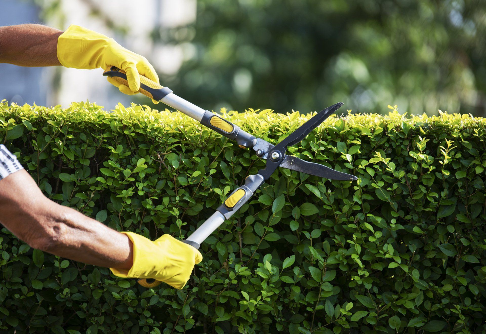 A person is cutting a hedge with a pair of scissors