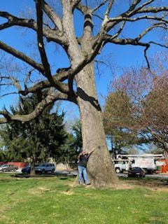 Tree and Stump Removal