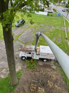 Tree Trimming