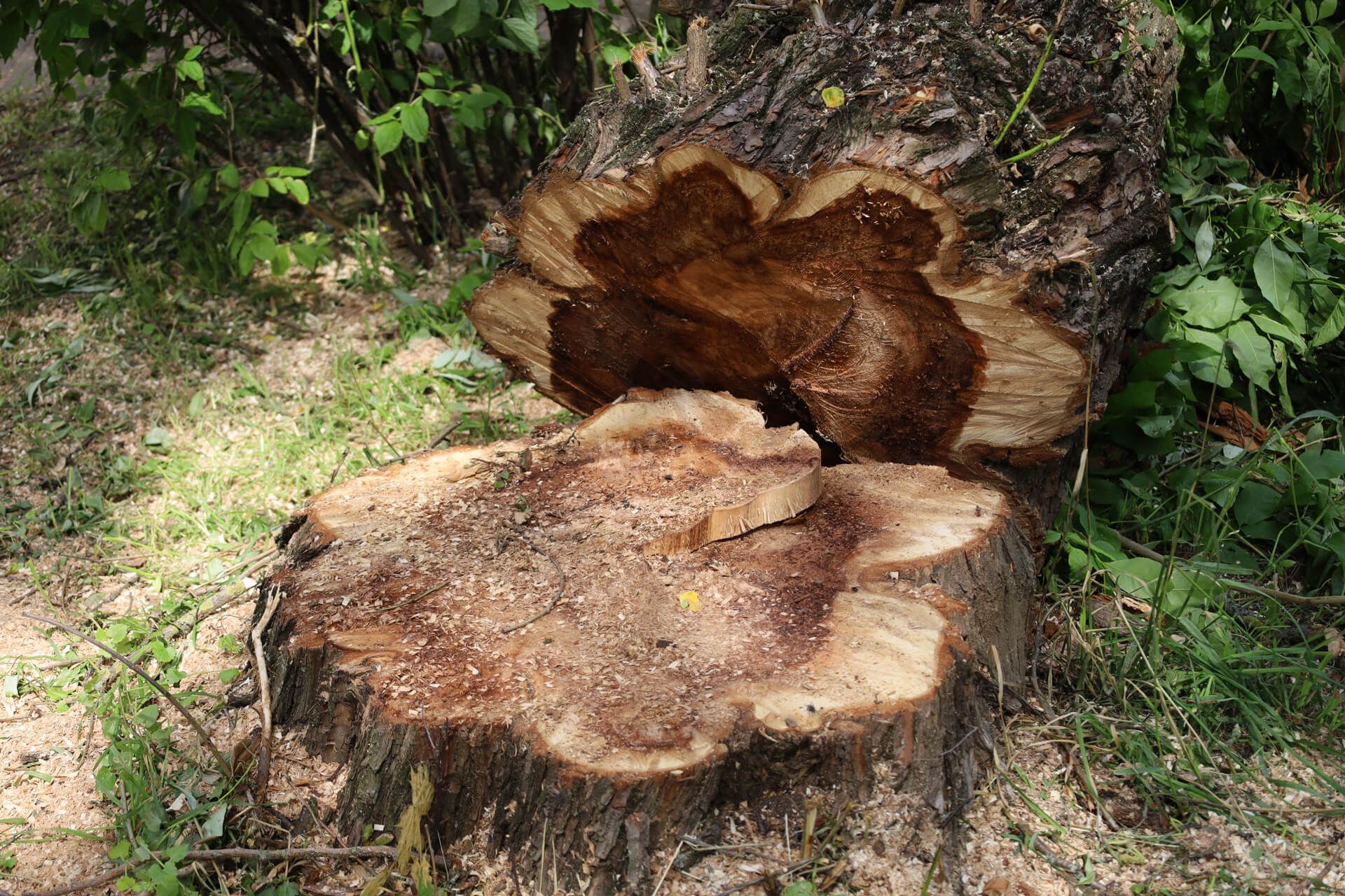 A tree stump is sitting in the grass next to a tree trunk