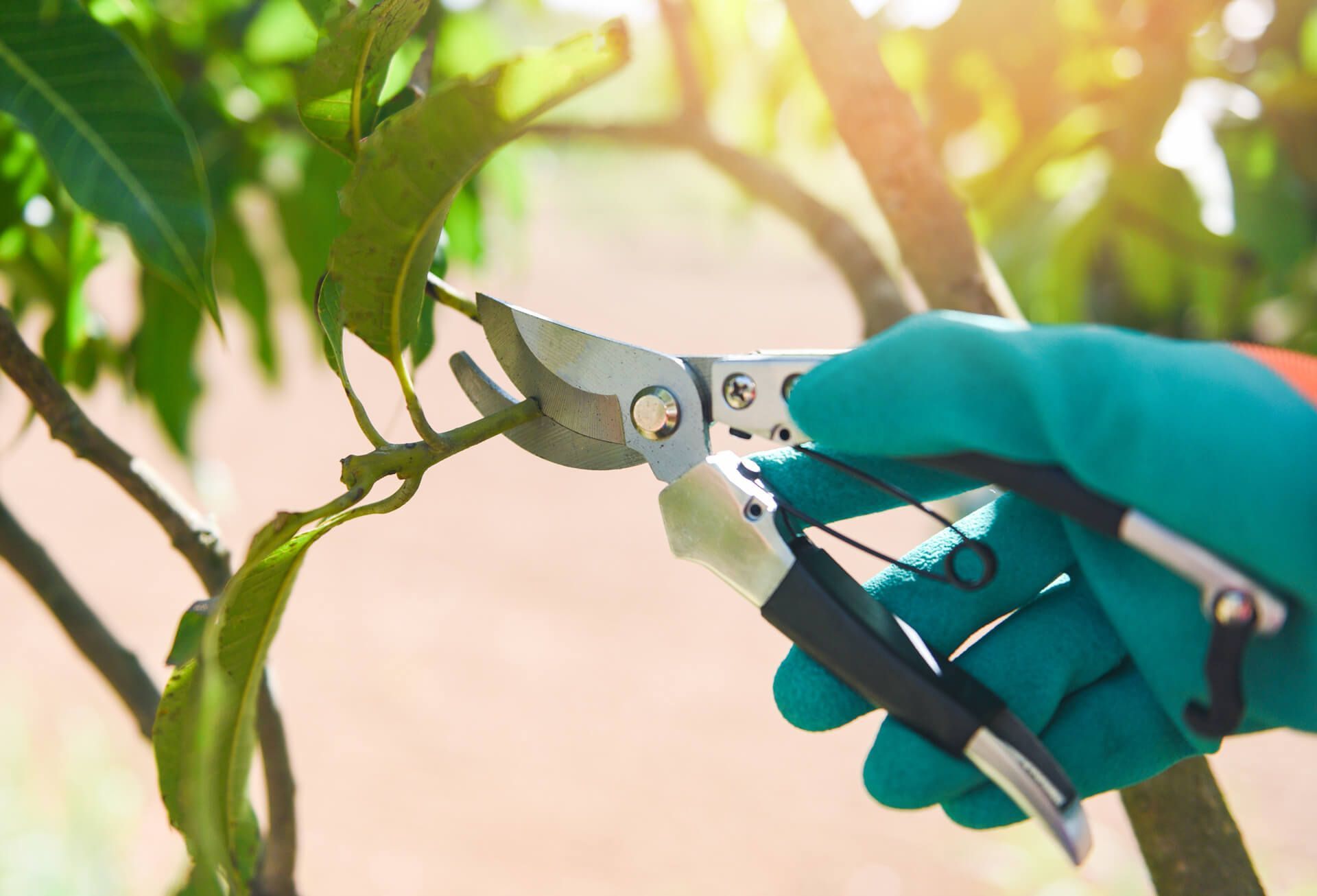 A person is cutting a tree branch with a pair of scissors