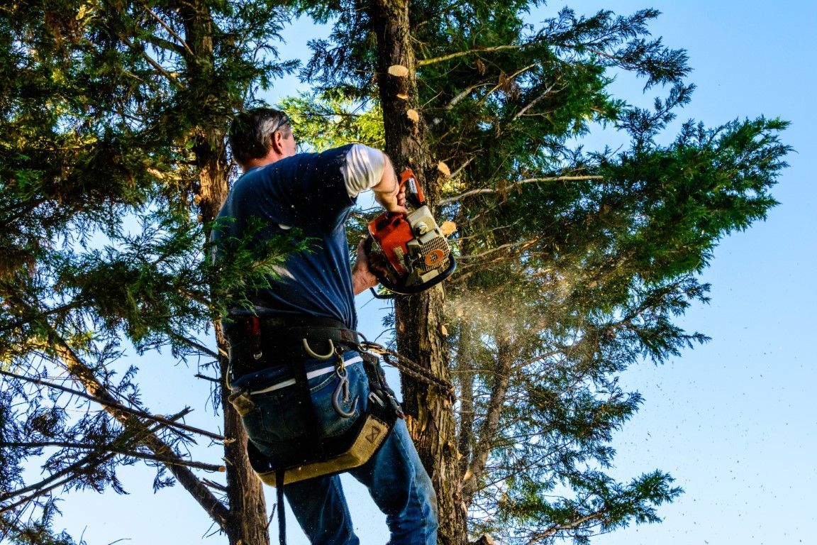 Tree Service Vero Beach FL Expert Guide