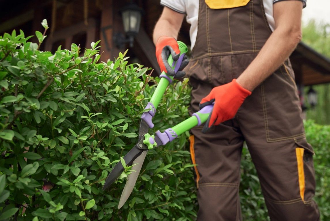 An Image of Tree Pruning Service in Vero Beach, FL