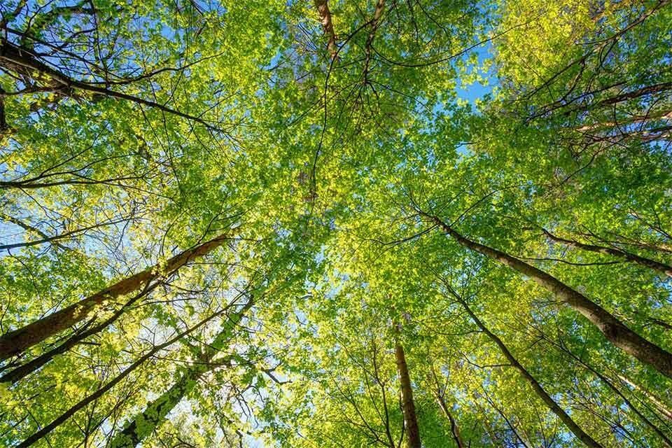 Looking up through canopy of trees to blue sky