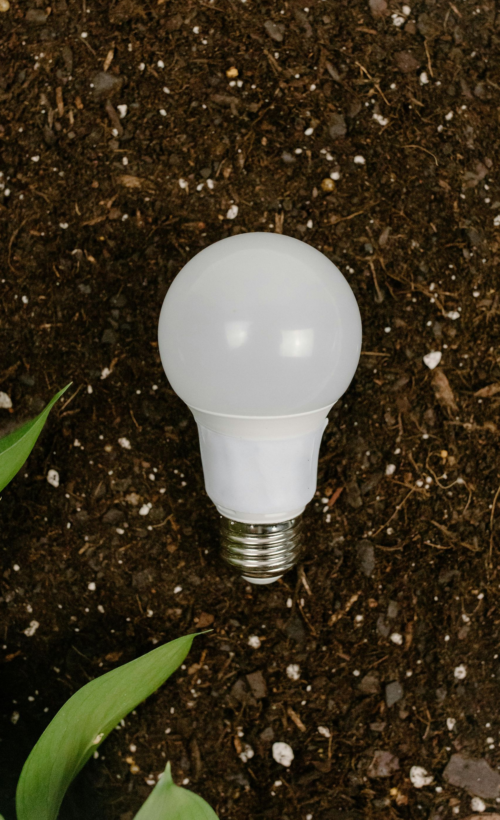 White lightbulb in soil.