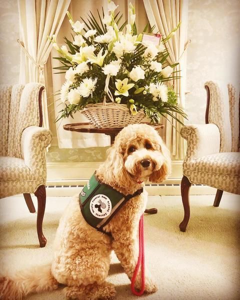 Golden doodle service dog wearing a vest, seated in front of floral arrangement and chairs.