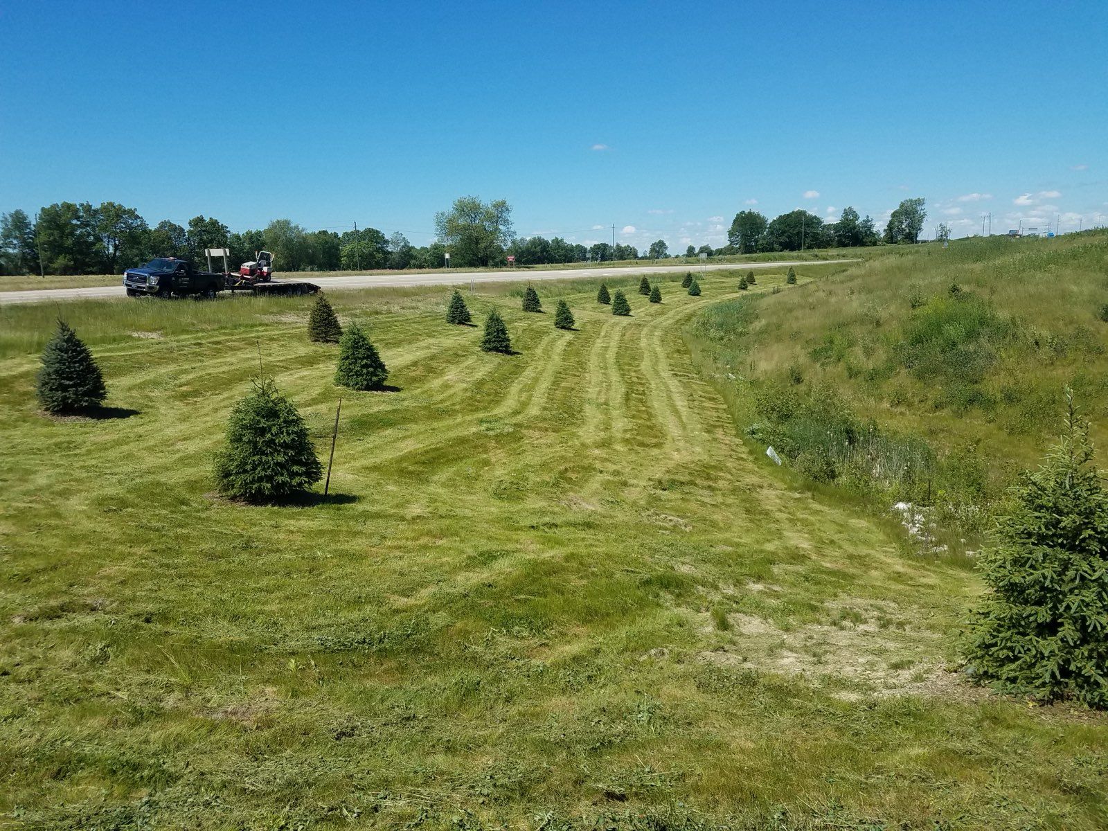 A sunlit, vibrant green lawn with a curved path bordered by small stones and trimmed hedges in a park-like setting.