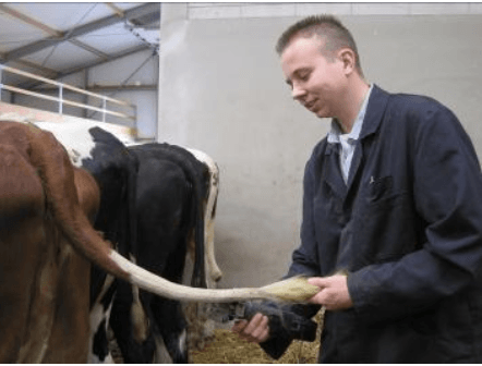 overhemd Herkenning Barmhartig Groen-Livestock Veehandel 2636 EA Schipluiden Nederland