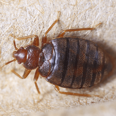 Bed Bug Control - Residential Pest Control in Gretna, NE