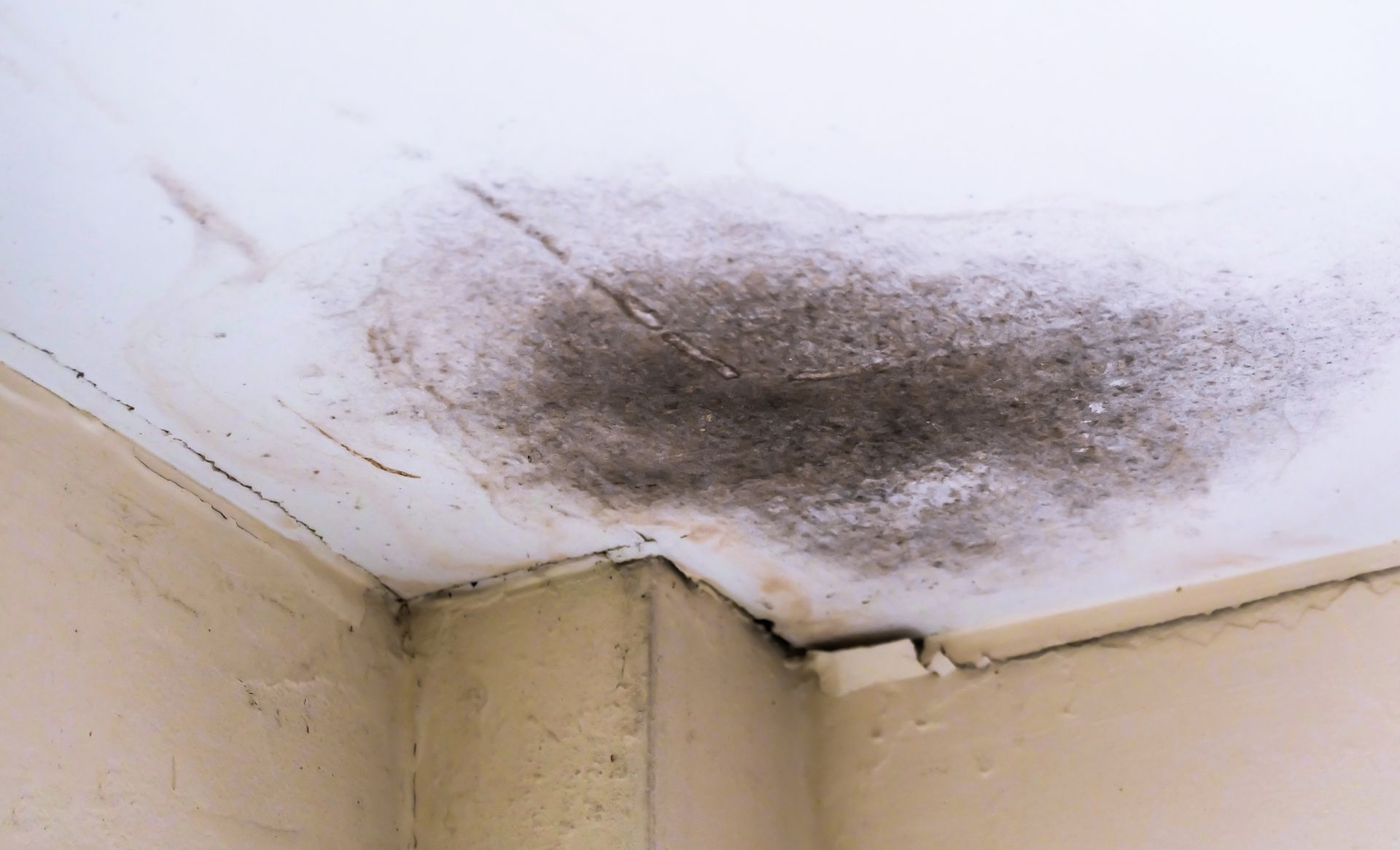 A large, dark water stain and mold growth on a white ceiling corner where it meets two beige walls.